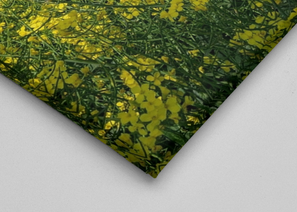 Pole rzepaku w Westfalii