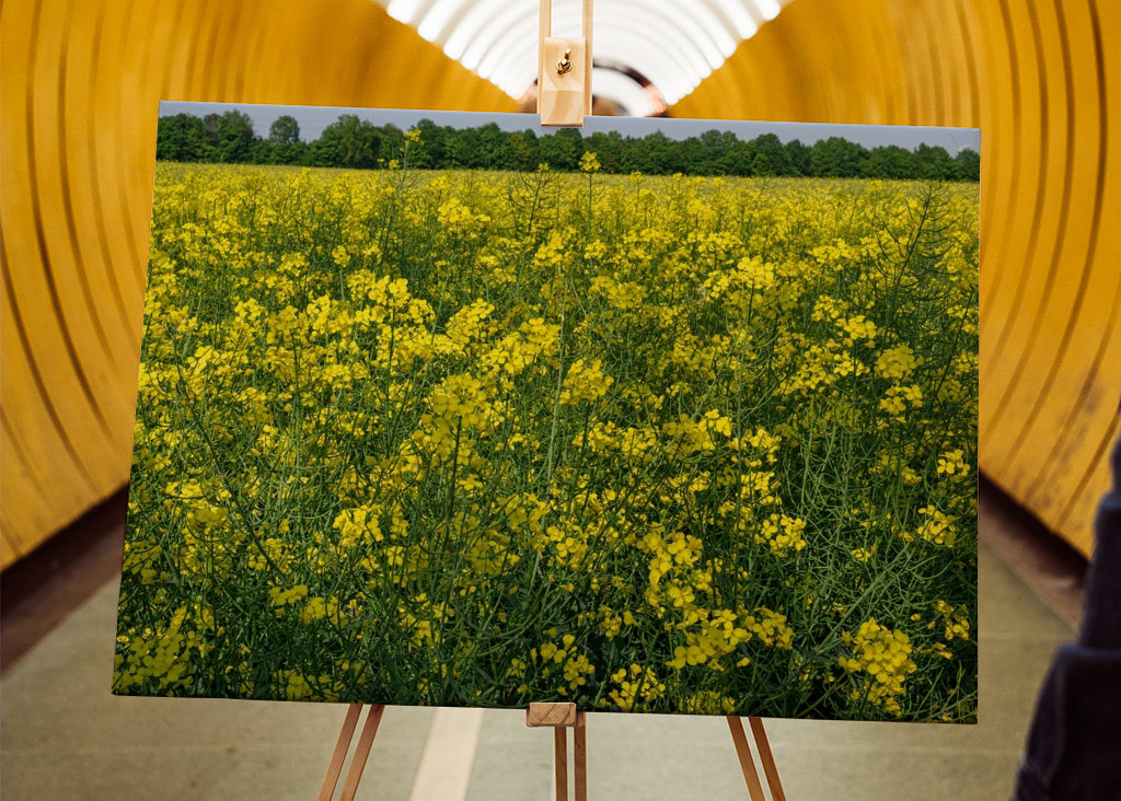 Pole rzepaku w Westfalii