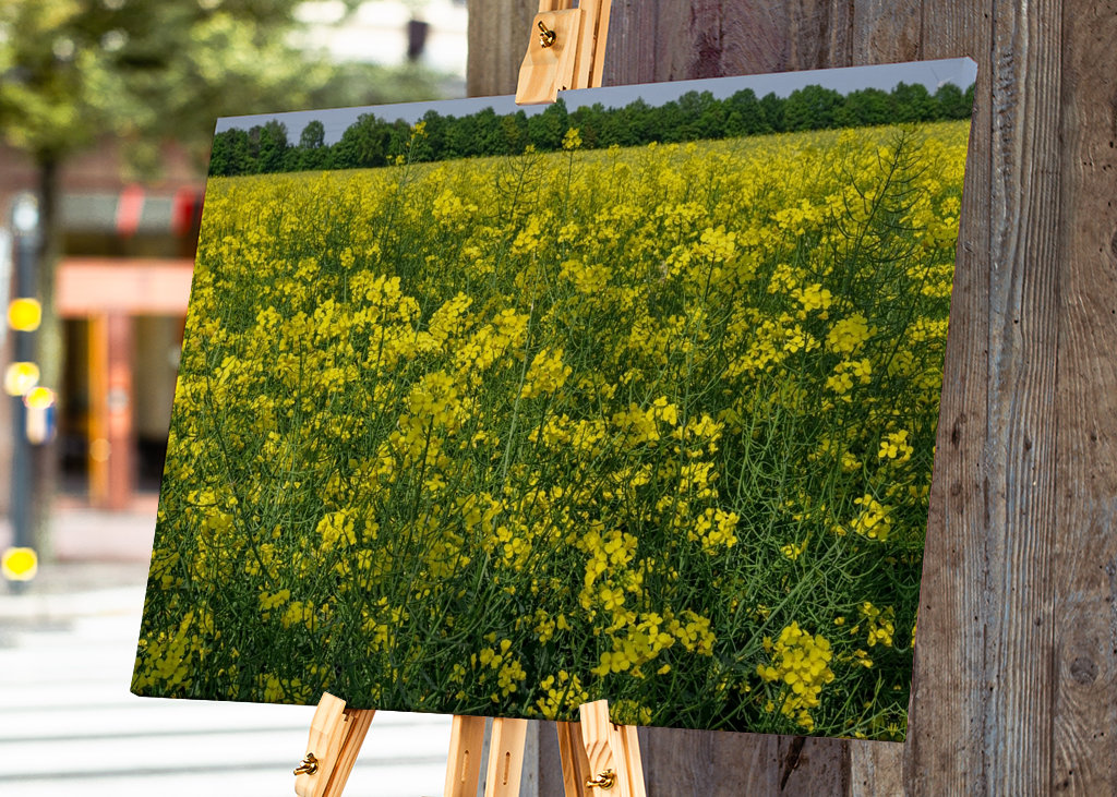 Pole rzepaku w Westfalii