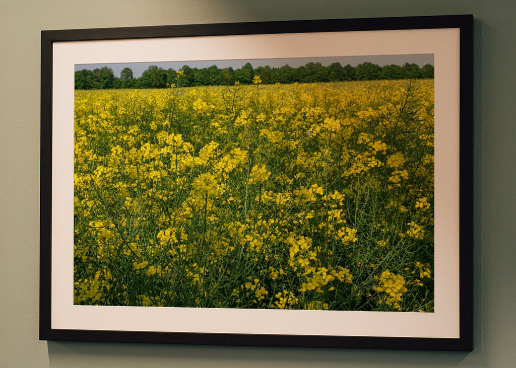 Pole rzepaku w Westfalii