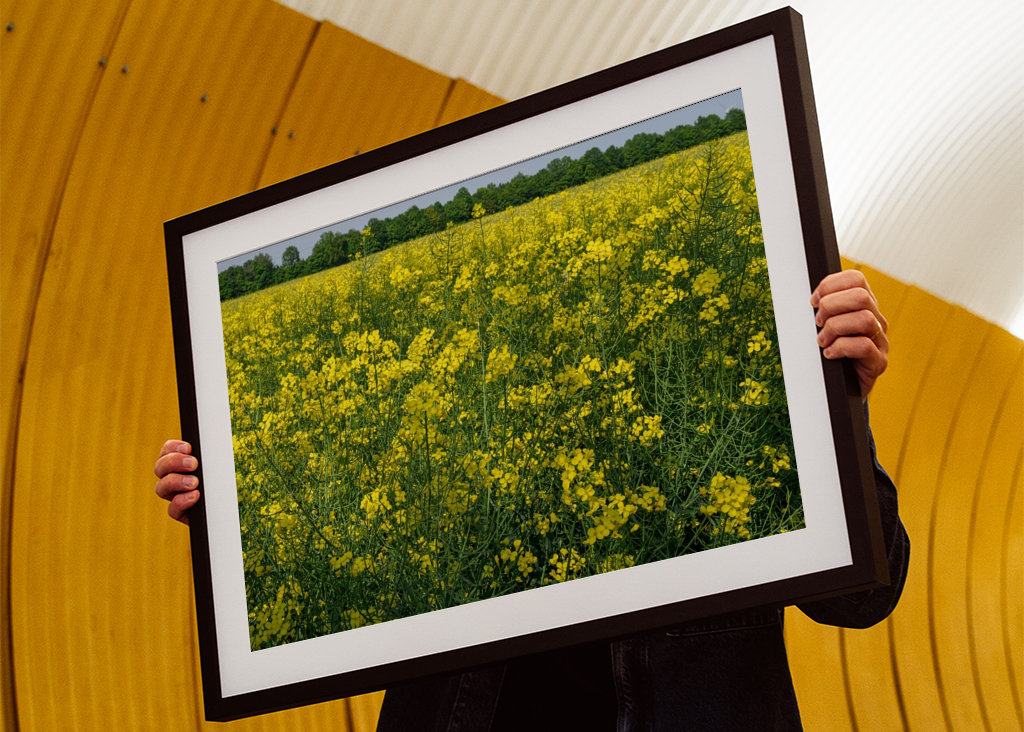 Pole rzepaku w Westfalii