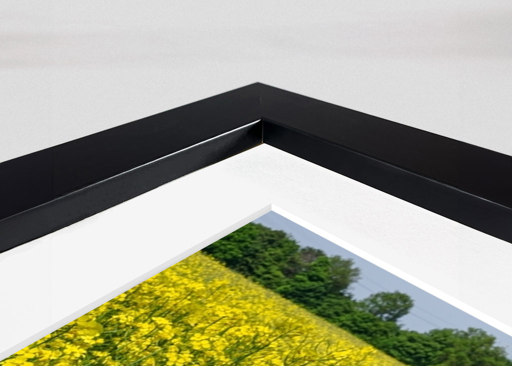 Pole rzepaku w Westfalii