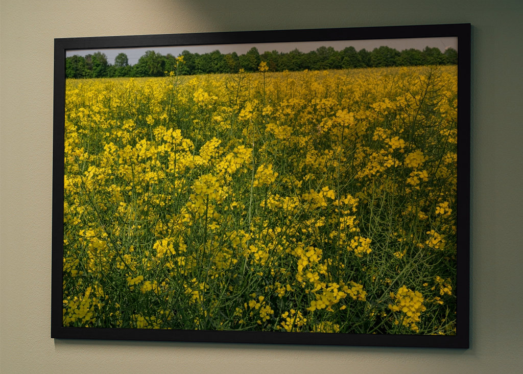 Pole rzepaku w Westfalii