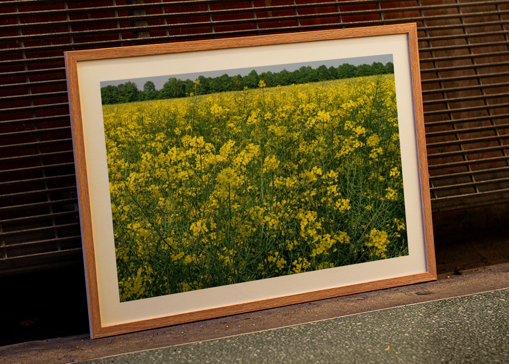 Pole rzepaku w Westfalii