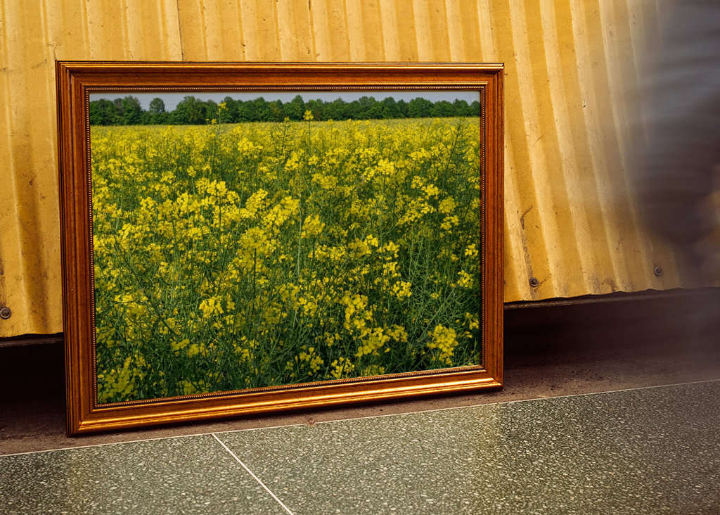 Pole rzepaku w Westfalii