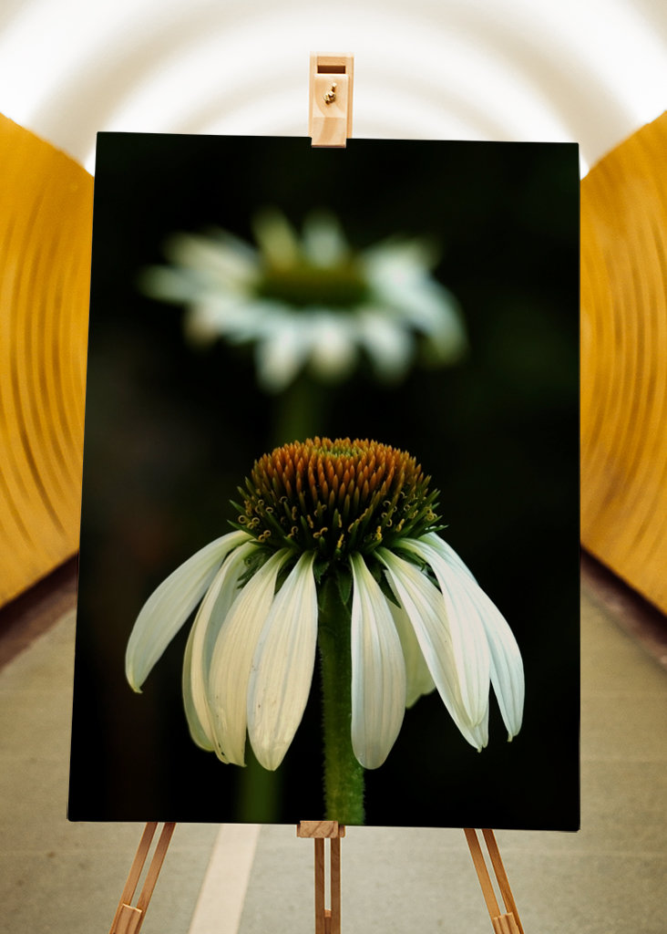 Echinacea bianca