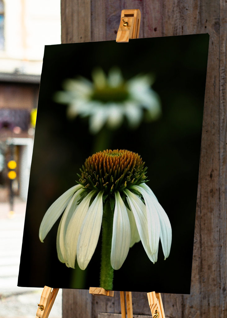 Echinacea bianca