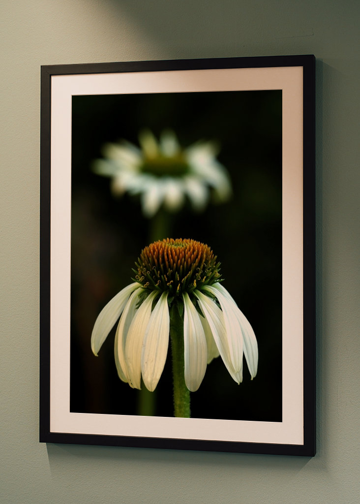 Echinacea bianca