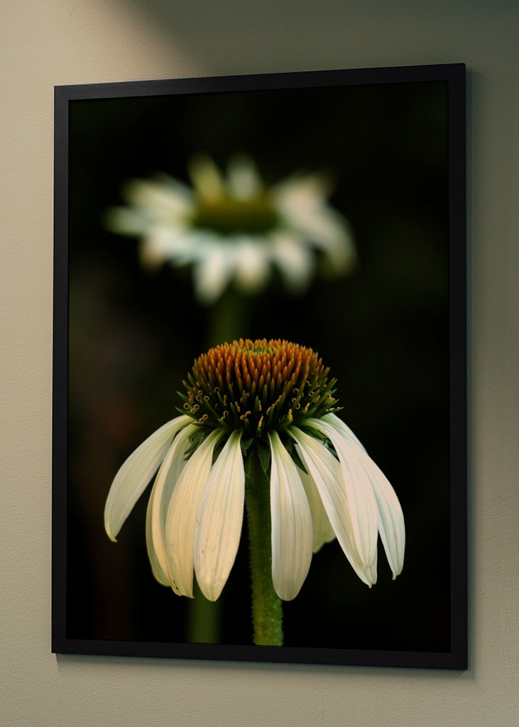Echinacea bianca