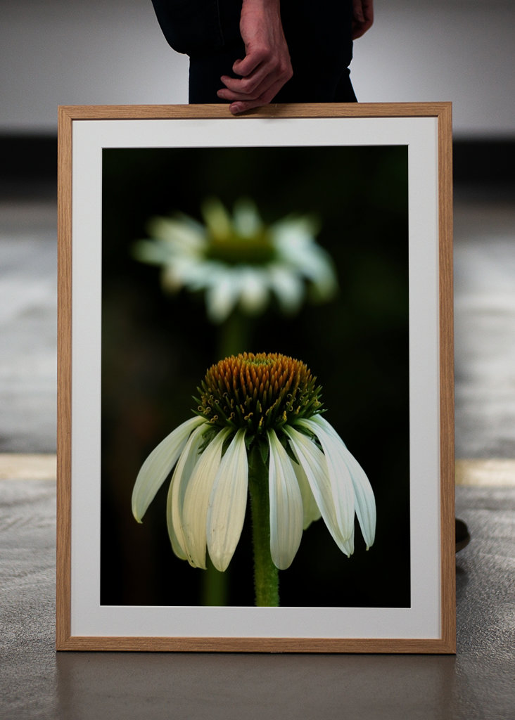 Echinacea bianca