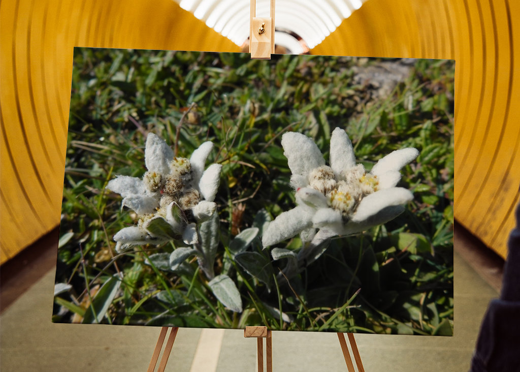 Unik: Edelweiss