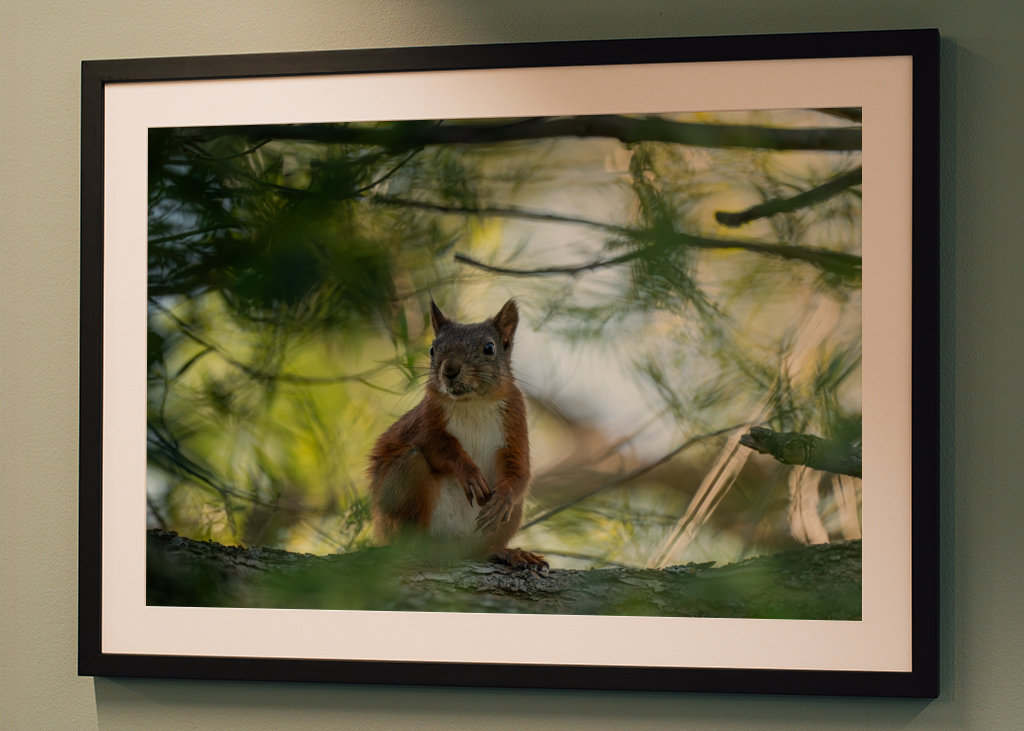 L’écureuil s’amuse dans un arbre