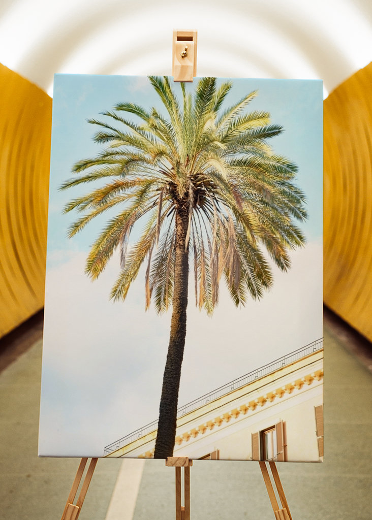 Bella Roma - Palm in Rome 1