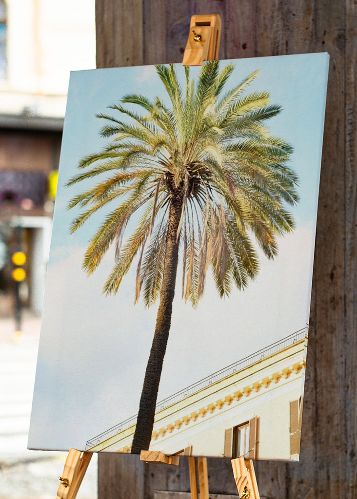 Bella Roma - Palm in Rome 1