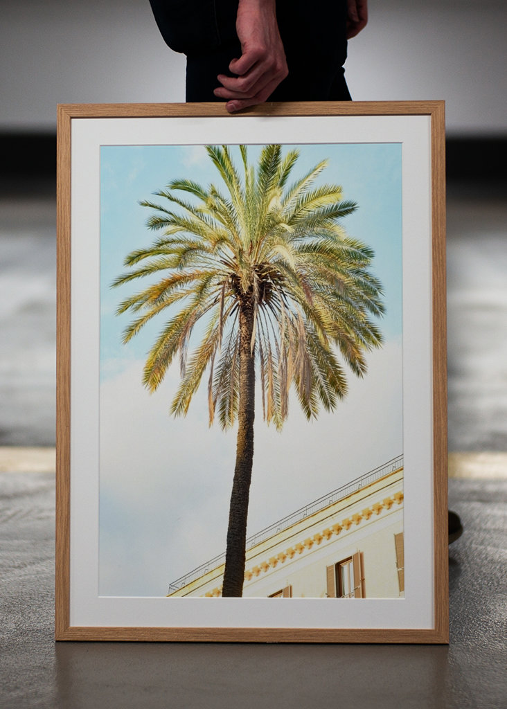 Bella Roma - Palm in Rome 1