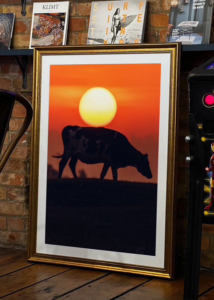 Vaca en la sabana sueca