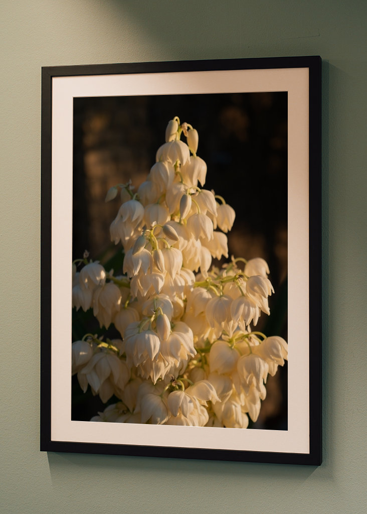 Kukkiva yucca-palmu auringonlaskun aikaan