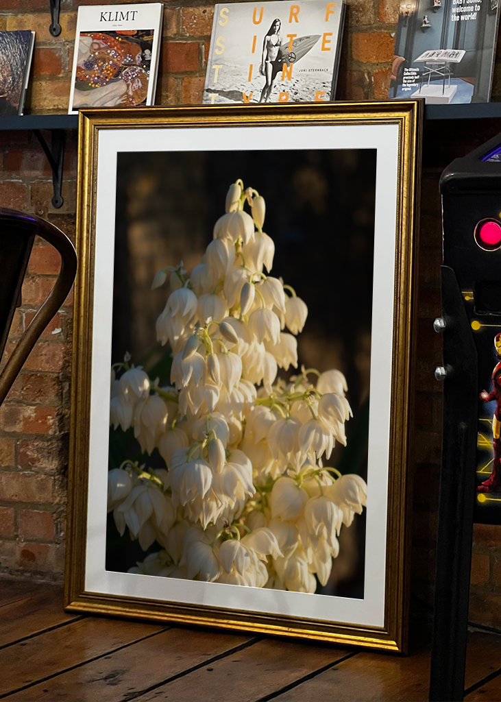 Kukkiva yucca-palmu auringonlaskun aikaan