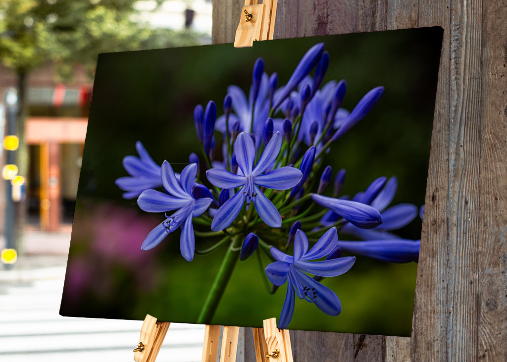 Agapanthe - le lys bleu de l’Afrique