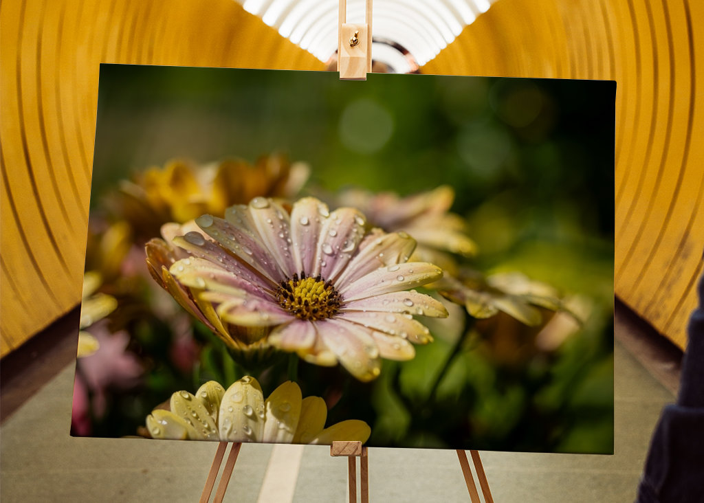 Květiny s kapičkami vody