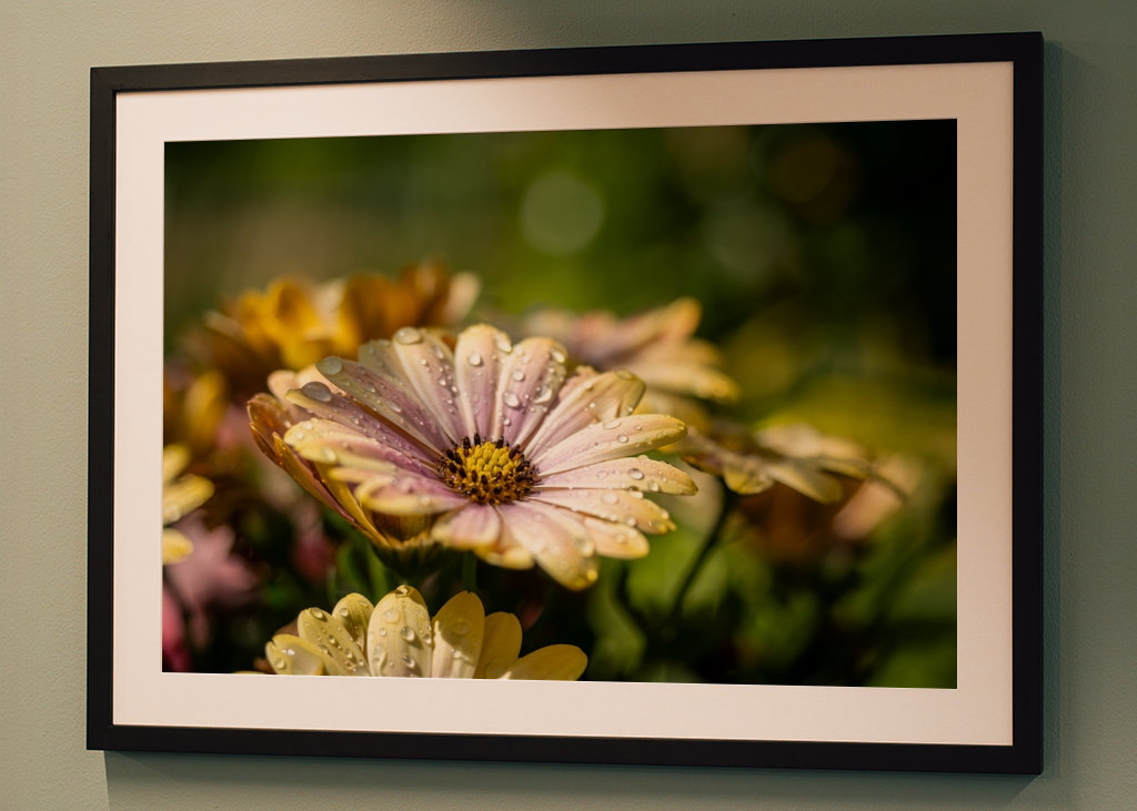 Květiny s kapičkami vody