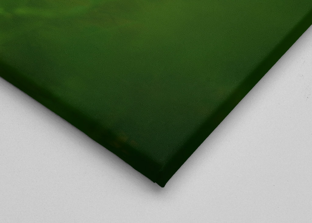 A red clover flower in grass