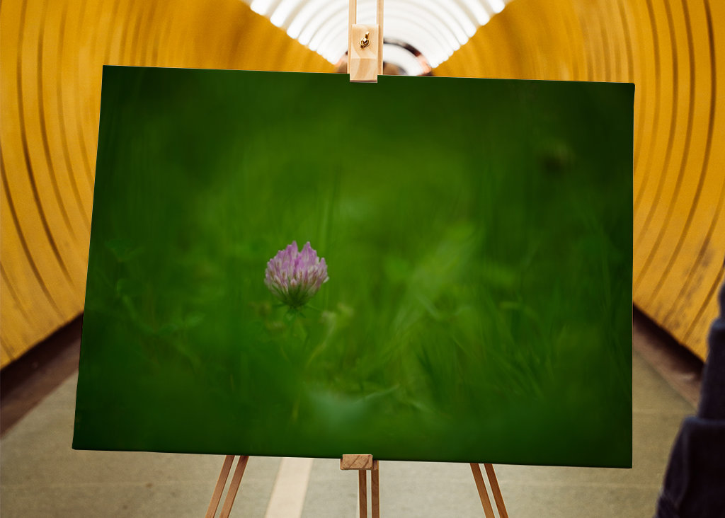 A red clover flower in grass