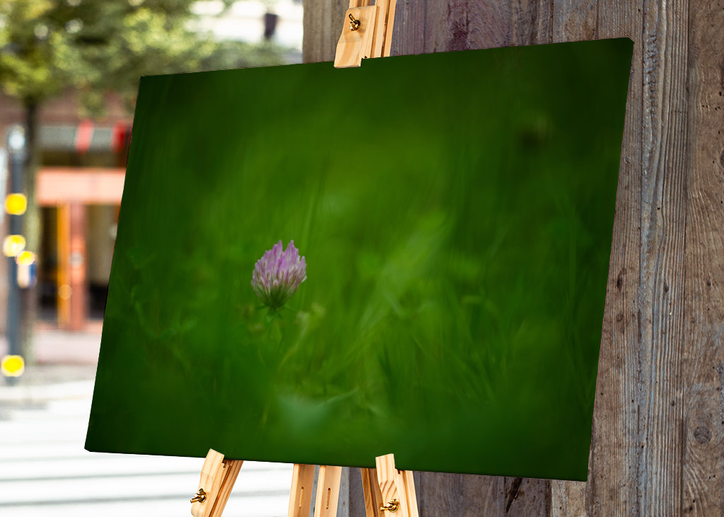 A red clover flower in grass