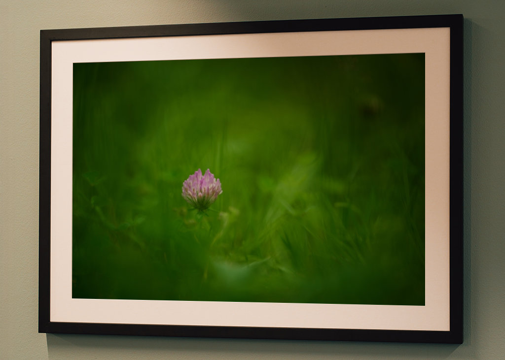 A red clover flower in grass