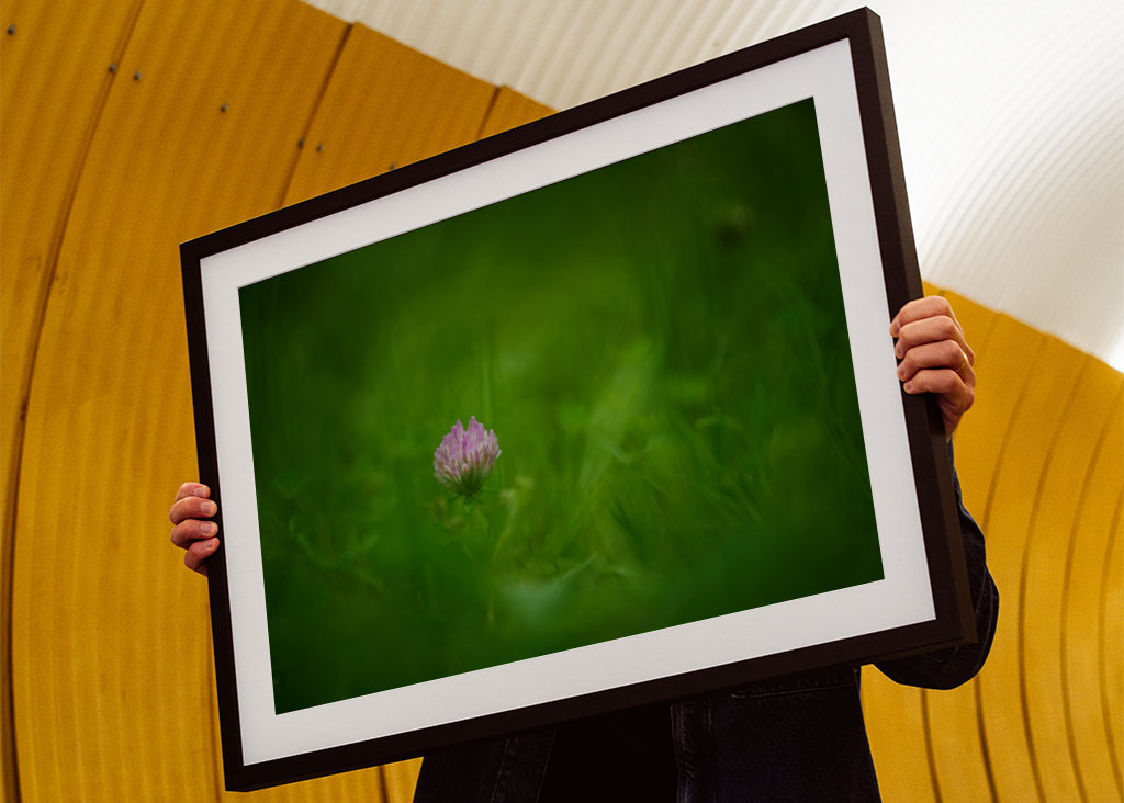 A red clover flower in grass