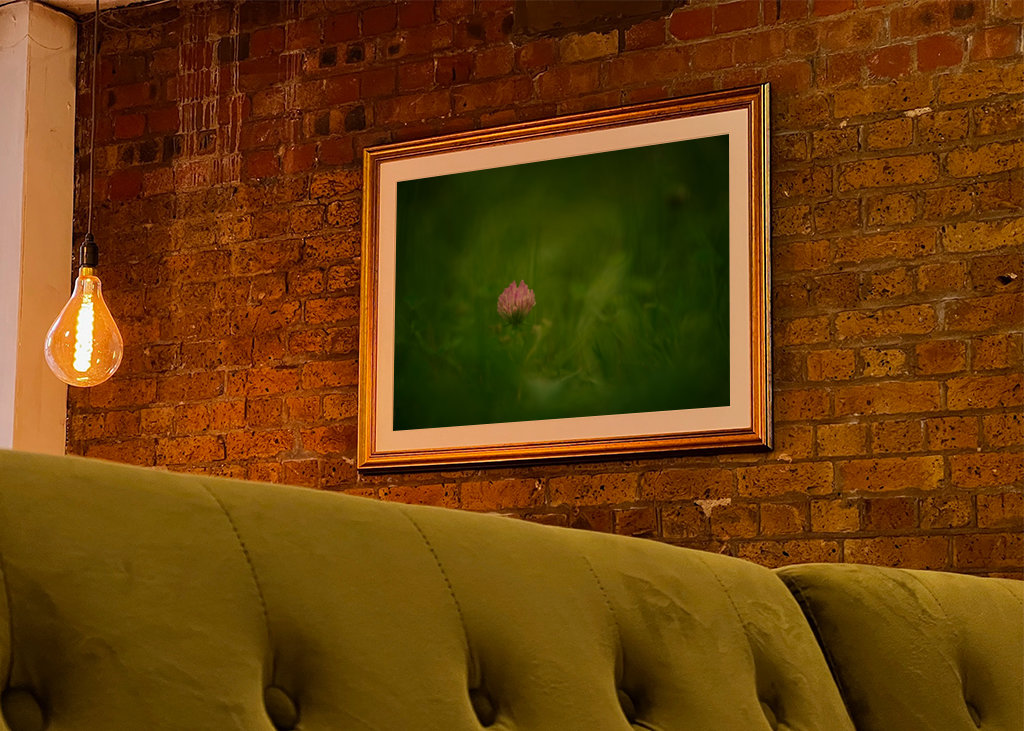 A red clover flower in grass