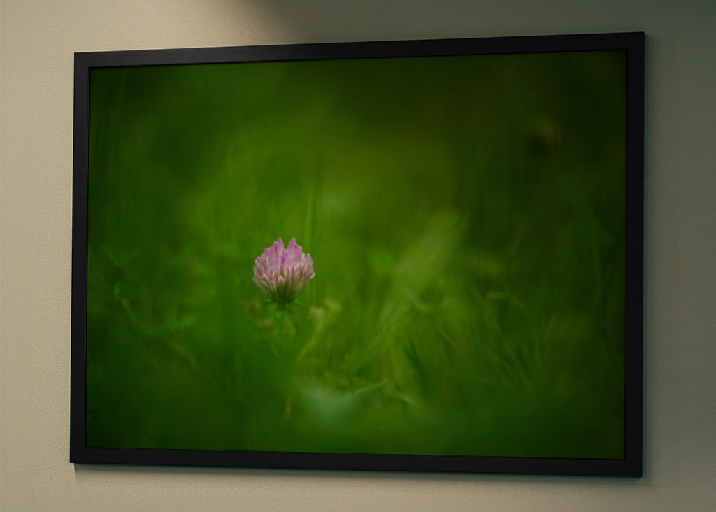 A red clover flower in grass