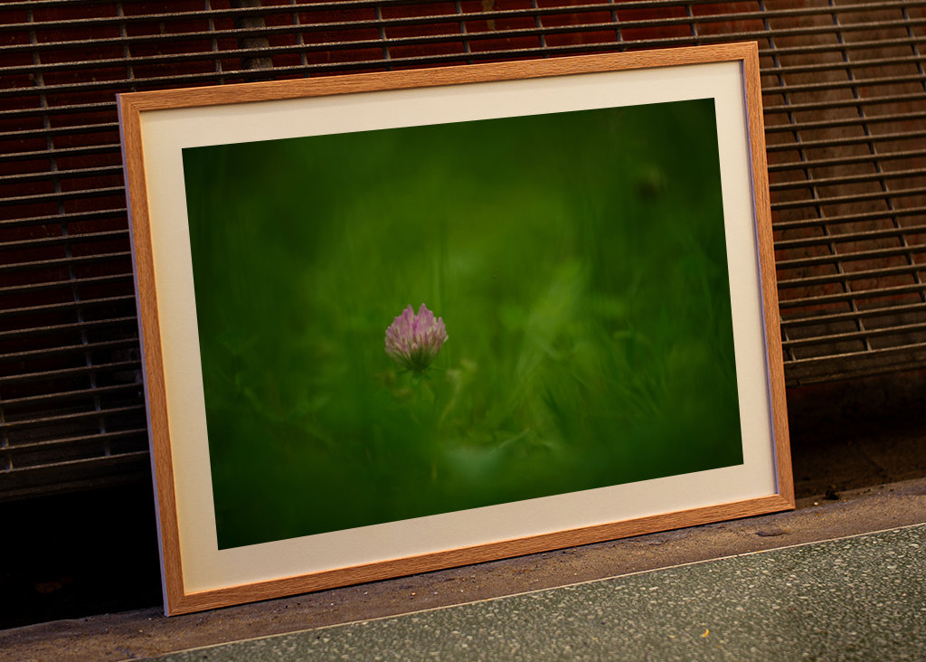 A red clover flower in grass