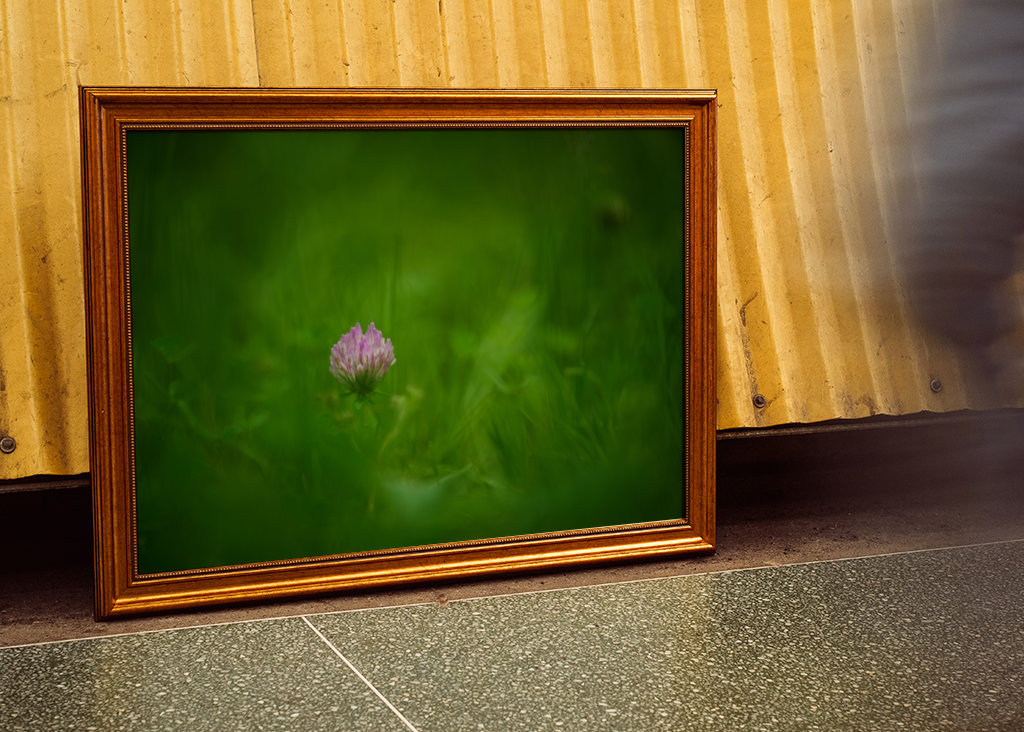 A red clover flower in grass