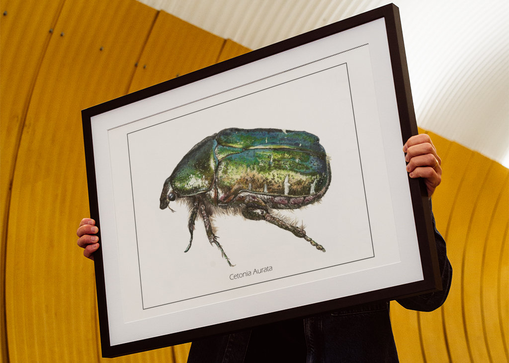 Cetonia Aurata, Masón