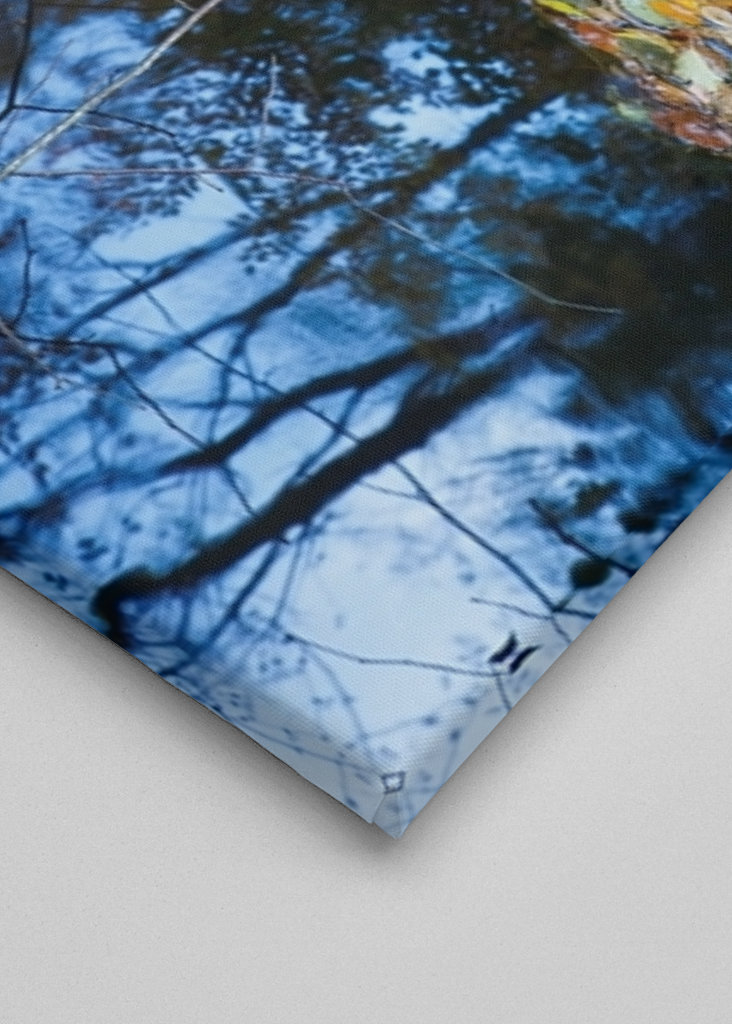 Les feuilles d’automne couvrent l’eau