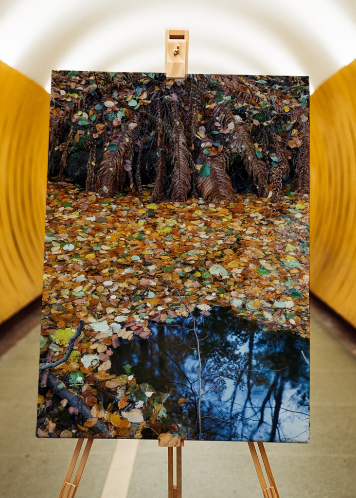 Les feuilles d’automne couvrent l’eau
