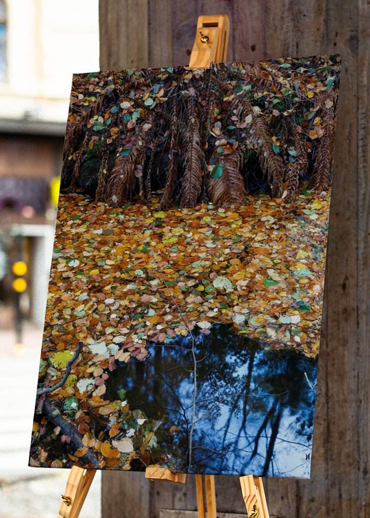 Les feuilles d’automne couvrent l’eau