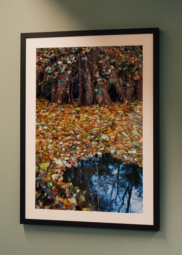 Les feuilles d’automne couvrent l’eau