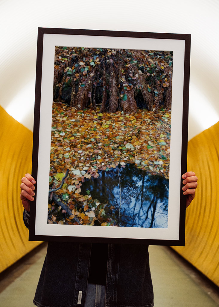 Les feuilles d’automne couvrent l’eau