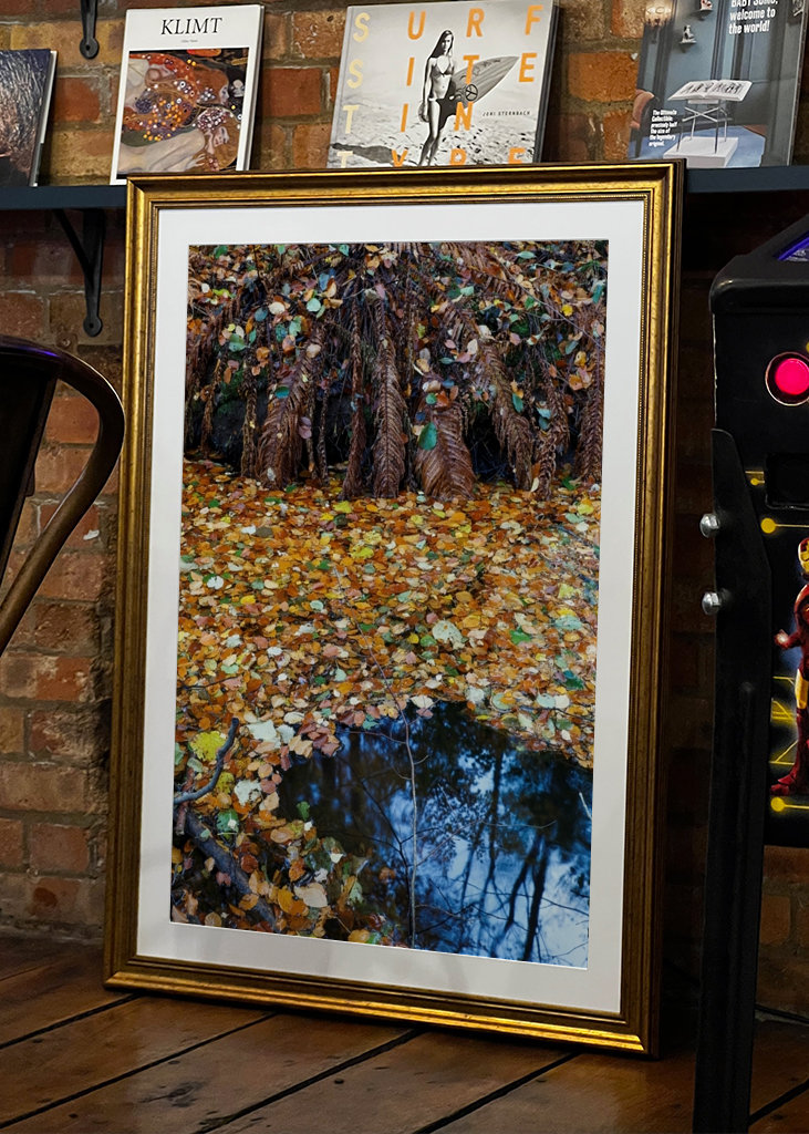 Les feuilles d’automne couvrent l’eau