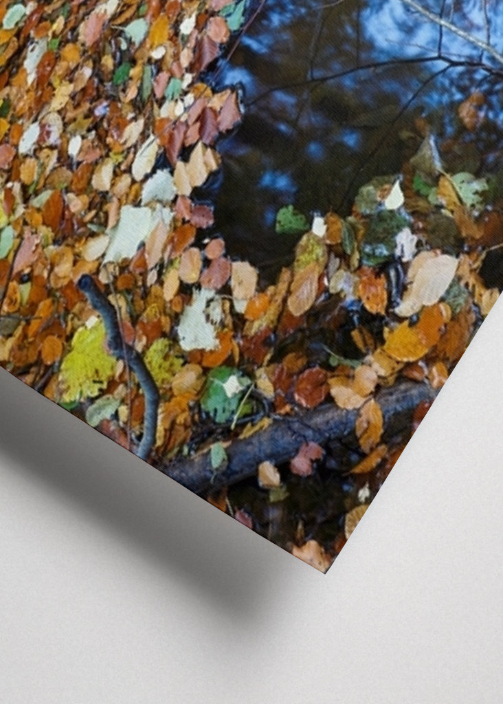 Les feuilles d’automne couvrent l’eau