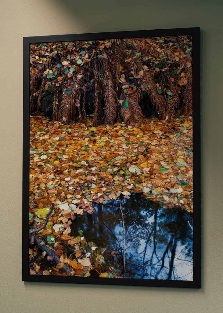 Les feuilles d’automne couvrent l’eau