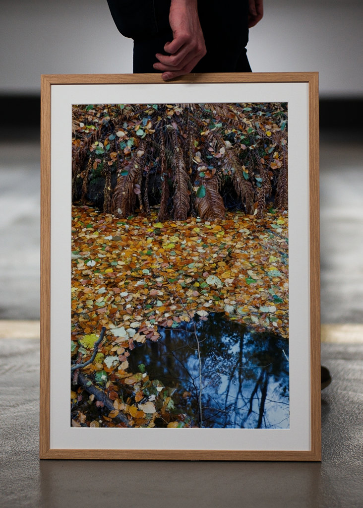 Les feuilles d’automne couvrent l’eau