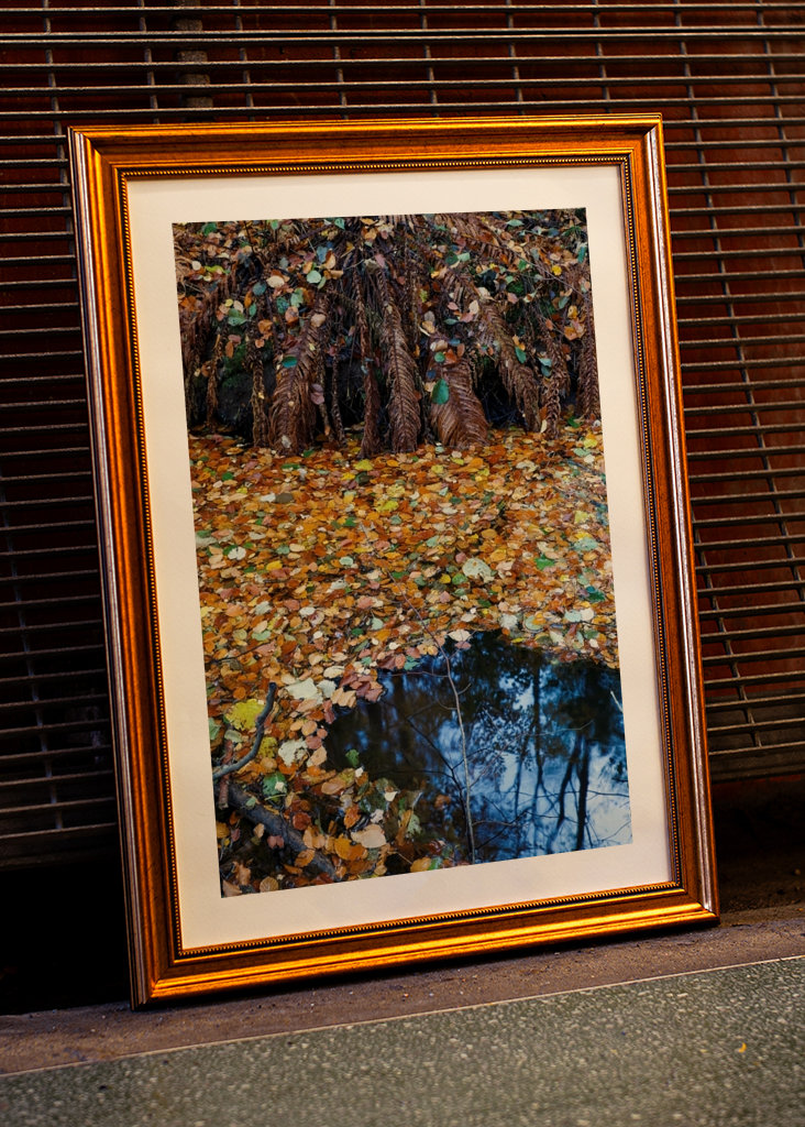 Les feuilles d’automne couvrent l’eau