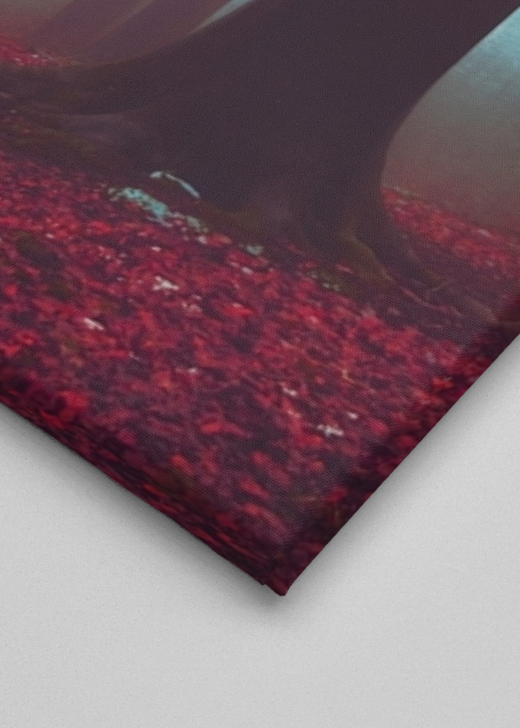 Winterwald Ohne Schnee