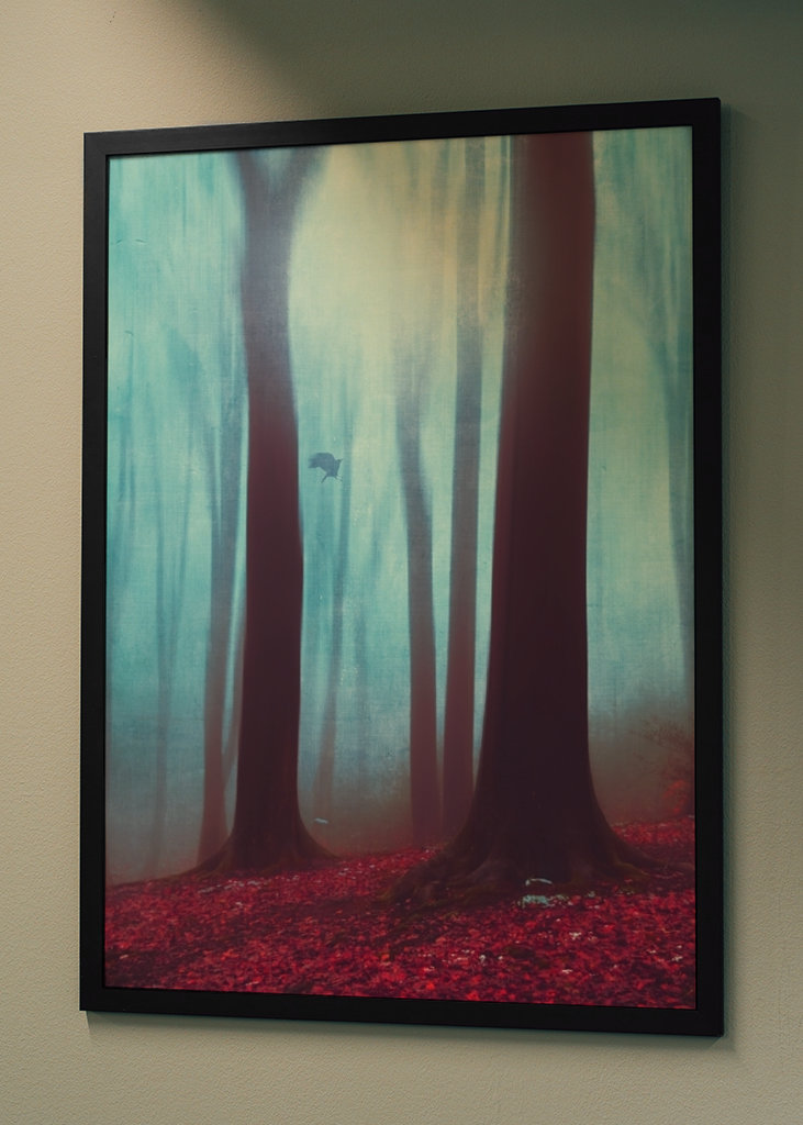 Winterwald Ohne Schnee