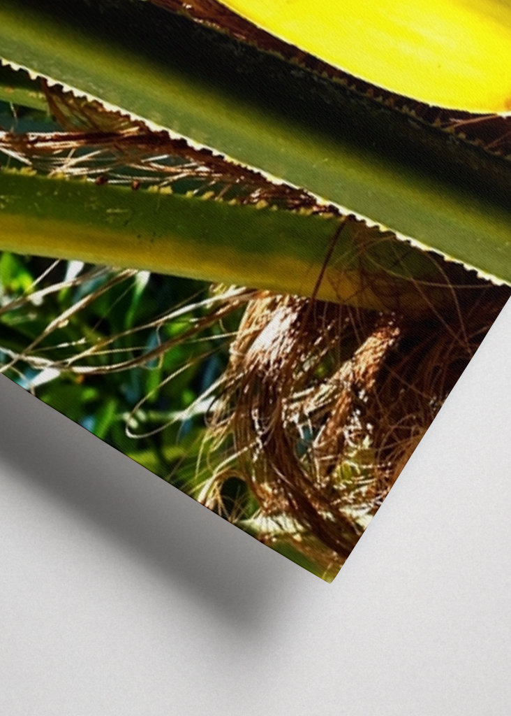 Knopp av en palmblomma