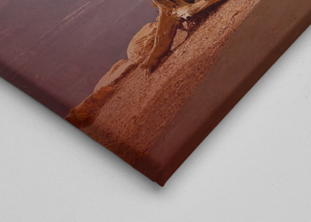 Baum am Grand Canyon