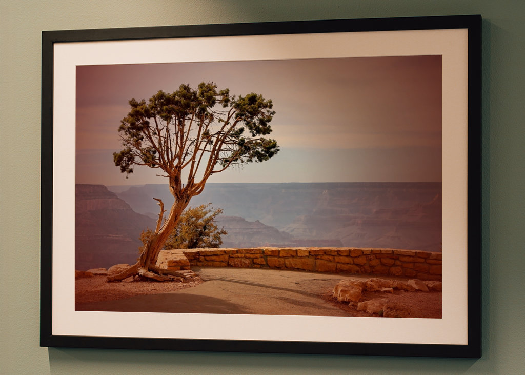 Baum am Grand Canyon